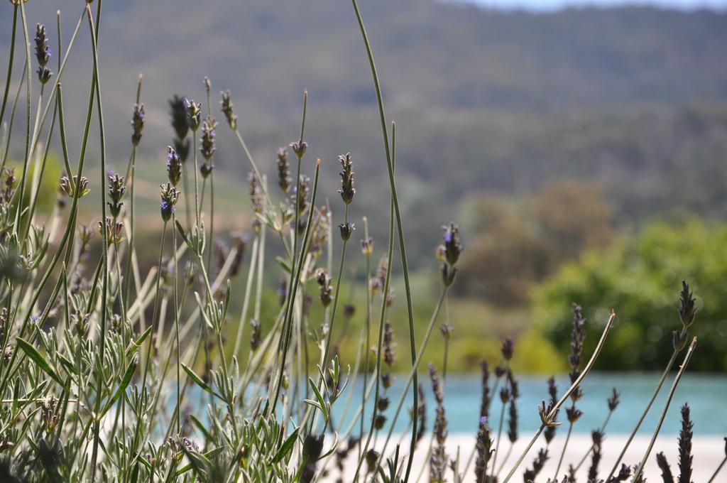 Dunstone Country House Wellington Buitenkant foto